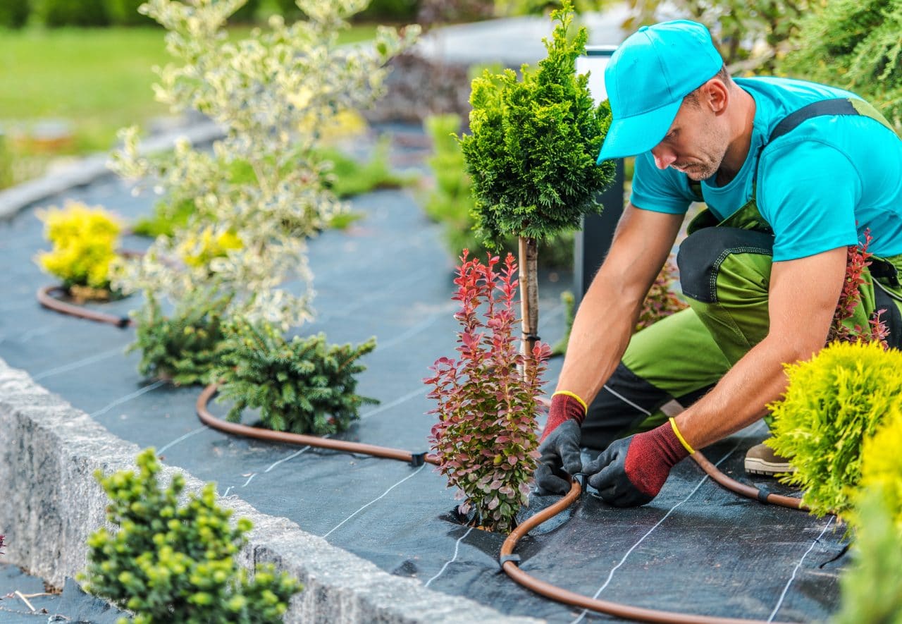 Intervention d'un jardinier paysagiste à la Marsa 