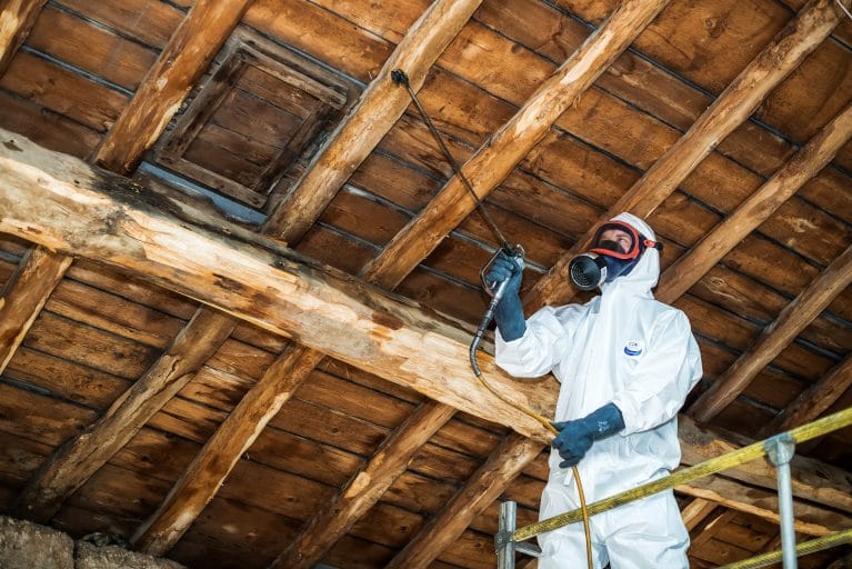 Traiter les bois attaqués par les insectes - Energie Plus Le Site