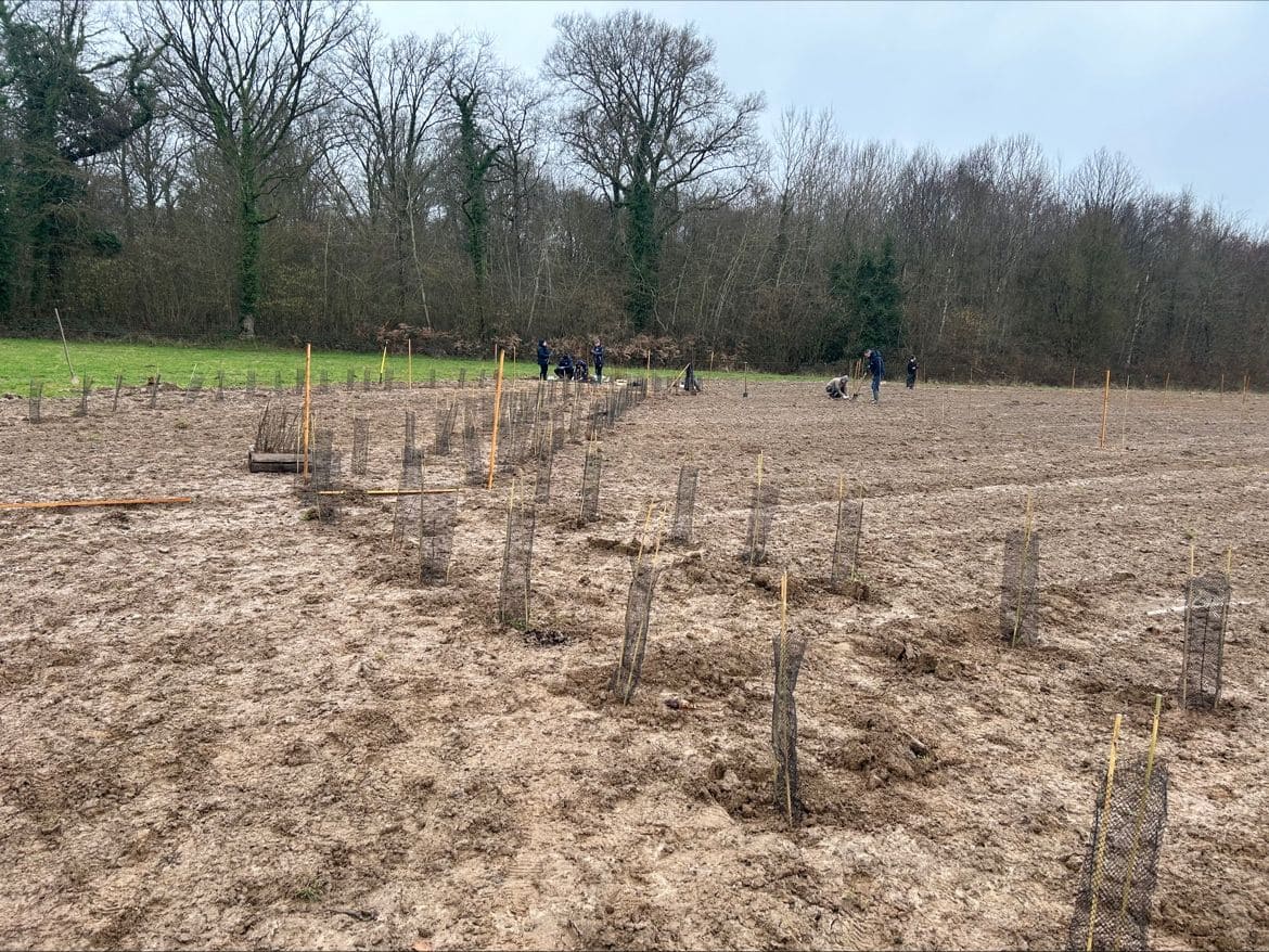 RSE illiCO travaux : plantation d'arbres en Bretagne
